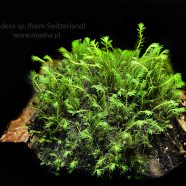 Fissidens sp. (from Switzerland)
