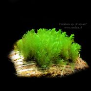 Fissidens sp. „Vietnam”