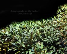 Bucephalandra sp. „Dark velvet”