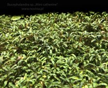 Bucephalandra sp. „Mini catherine”