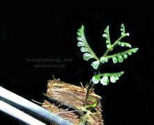 Teratophyllum sp. „Ayer”