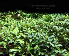 Bucephalandra sp. „Velvet”