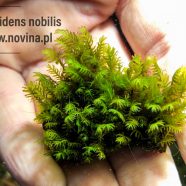 Fissidens nobilis