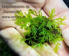 Crepidomanes sp. „Siamensis”