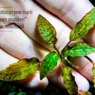 Cryptocoryne nurii „Rosen maiden”