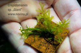 Crepidomanes sp. „Giant”