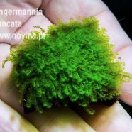 Jungermannia truncata