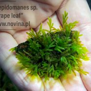 Crepidomanes sp. „Grape leaf”