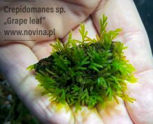 Crepidomanes sp. „Grape leaf”