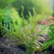 Erect moss