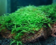 Vesicularia sp. „China moss”