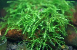 Crescent moss