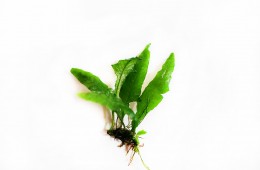 Microsorium sp. „Thunder leaf”