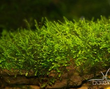 Mini taiwan moss (Isopterygium sp.)