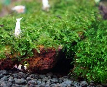 Mini weeping moss