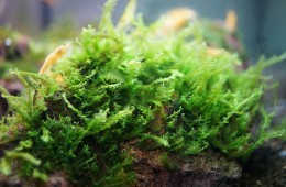 Pearl moss (Blepharostoma trichophyllum)