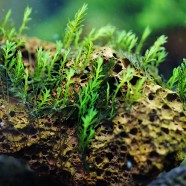 Fissidens polyphyllus
