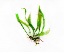Microsorium sp. „Small leaf”