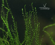 Stringy moss (Leptodictyum riparium)