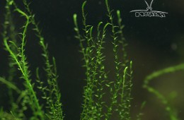 Stringy moss (Leptodictyum riparium)