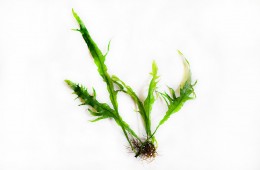 Microsorium sp. „Fork leaf”