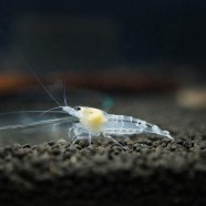 White bee