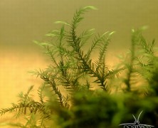 Willow moss (Fontinalis sp.)