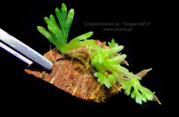 Crepidomanes sp. „Grape leaf II”