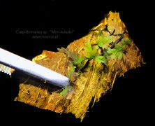 Crepidomanes sp. „Mini wasabi”