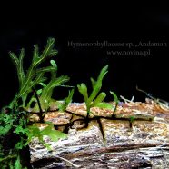 Hymenophyllaceae sp. „Andaman island”