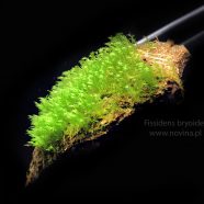 Fissidens bryoides