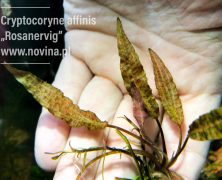 Cryptocoryne  affinis „Rosanervig”