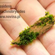 Fissidens splachnobryoides