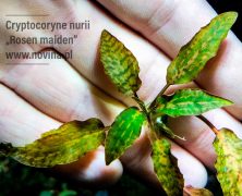 Cryptocoryne nurii „Rosen maiden”
